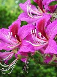 Geranium Orchid Tree Seeds ~ Bauhinia Purpurea ~ Usual Flowers ~ Exotic Flower