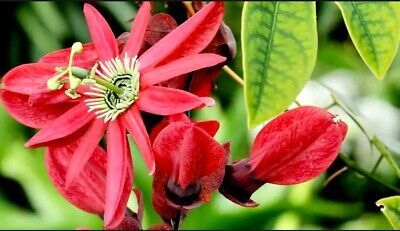 red passion flower seeds Variety of Passiflora Seeds ~ Passionflower ~ Maypop ~ Passion Fruit F – Your Plant Bitch