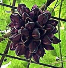 Rare Black Jade Vine Seeds ~ Mucuna Benettii ~ Mucuna Bennettii ~ Mucuna Warburgii ~ Mucuna Albertisii ~ Mucuna ~ Heirloom ~ Exotic