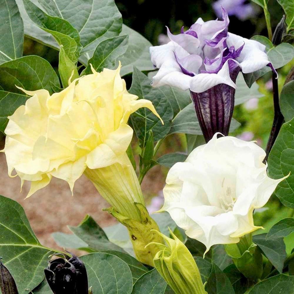 Ballerina Mix Devil’s Trumpet Seeds ~ Datura Metel ~ Fresh Seeds ~ Blooms ~ Flowers ~ Instead of Flowers ~