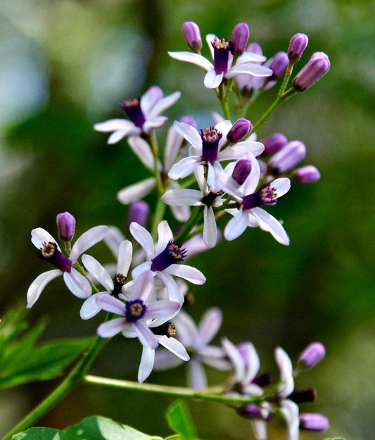 Melia Azedarach Seeds ~ Chinaberry Tree ~ Exotic ~ Flowers ~ Garden ~ Plant ~ Flowers ~ Planting