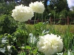 Double Peony Poppy Seeds ~ Mixed Colors ~ Gifts ~ Cool Flowers ~ Rare ~ Heirloom Seeds