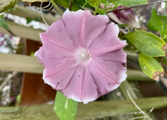 Chocolate Morning Glory Seeds ~ Ipomoea Nil~ Plants ~ Garden ~ Grow Your Own ~ Spring Flowers ~ Instead of Flowers ~ Flowers