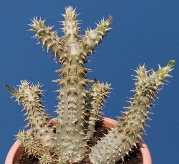 Pachypodium Denachypodium Seeds ~ Cactus ~ Rare ~ Blue ~ Cati ~ Cool Plants ~ Easy Care