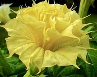 Double Datura Golden Queen Seeds ~ Devil’s Trumpet ~ Datura Metel ~Datura Golden Queen ~ Chlorantha ~ Moonflower