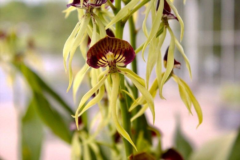 The Clamshell Orchid ~ Prosthechea Cochleata ~ Cockleshell Orchid ~ Beautiful Flowers