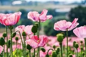 Pink Poppy Seeds ~ Cool Flowers ~ Rare ~ Heirloom