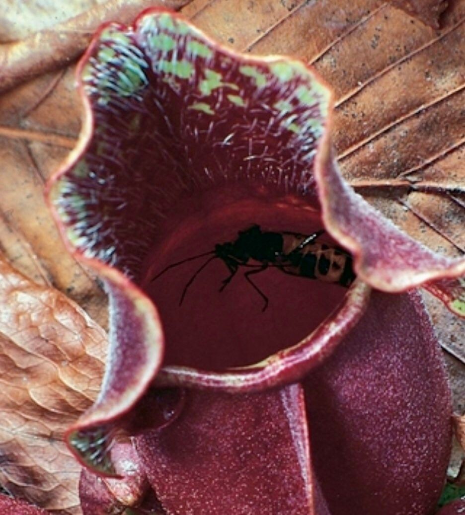 Sarracenia Purpurea ~ The Purple Pitcher Plant ~ Northern Pitcher Plant ~ Turtle Socks ~ Side-Saddle Flower ~ Carnivorous Plant