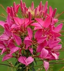 Cherry Queen Cleome Seeds ~ Cleome Hassleriana ~ Spider Flower ~ Flowering Plant ~ Flower ~ Growing Flowers ~ Garden ~ Plants ~ Gardening