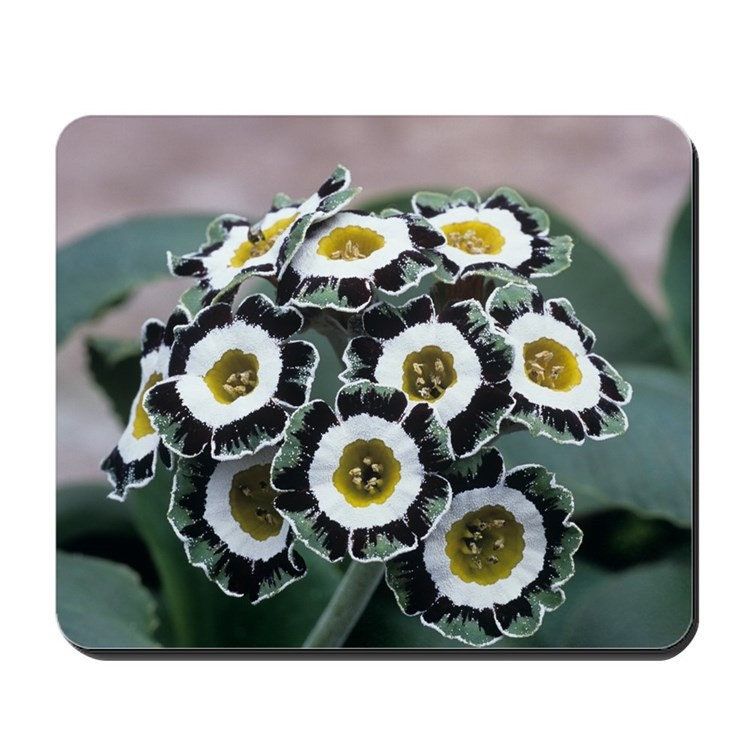 Primula Auricula Seeds ~ Auricula ~ Mountain Cowslip ~ Bear’s Ear ~ Flowers ~ Houseplant