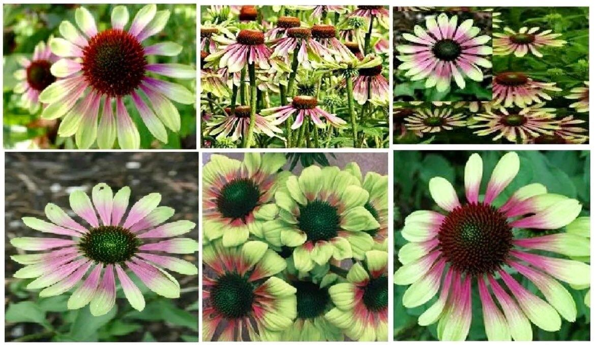 Green Coneflower Seeds ~ Flowering Plant ~ Unusual Flowers ~ Exotic Flower