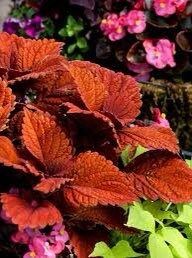 Orange Coleus Seeds ~ Plants ~ Garden ~ Grow Your Own ~ Spring Flowers ~ Instead of Flowers ~ Houseplants ~ Houseplant