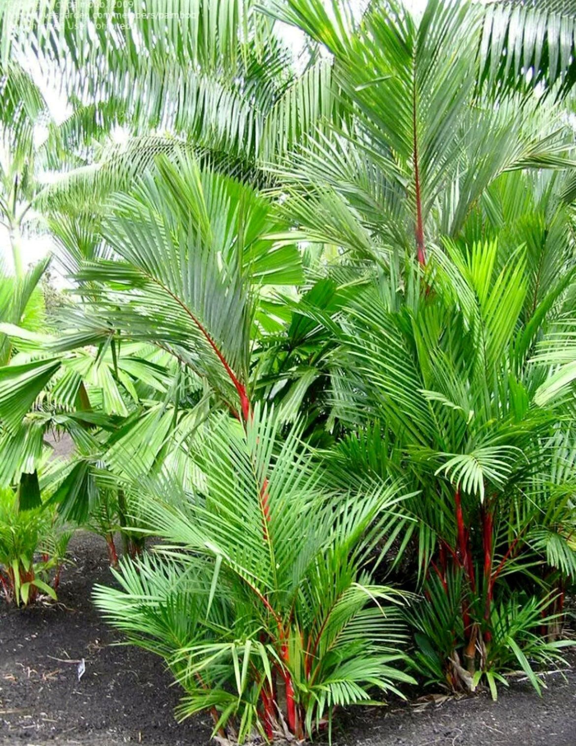 Red Lipstick Palm Tree Seeds ~ Cyrtostachys Renda ~ Fountain ~ Privacy Climbing ~ Gardening ~ Spring