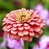 Salmon Queen Zinnia Seeds ~ Flower Seeds ~ Plants ~ Garden ~ Grow Your Own ~ Spring Flowers ~ Instead of Flowers ~ Flowers