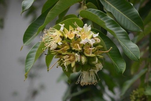 Rare Duabanga Grandiflora Tree Seeds ~ Lampati ~ Tropical ~ Plants ~  Heirloom ~ Non-GMO