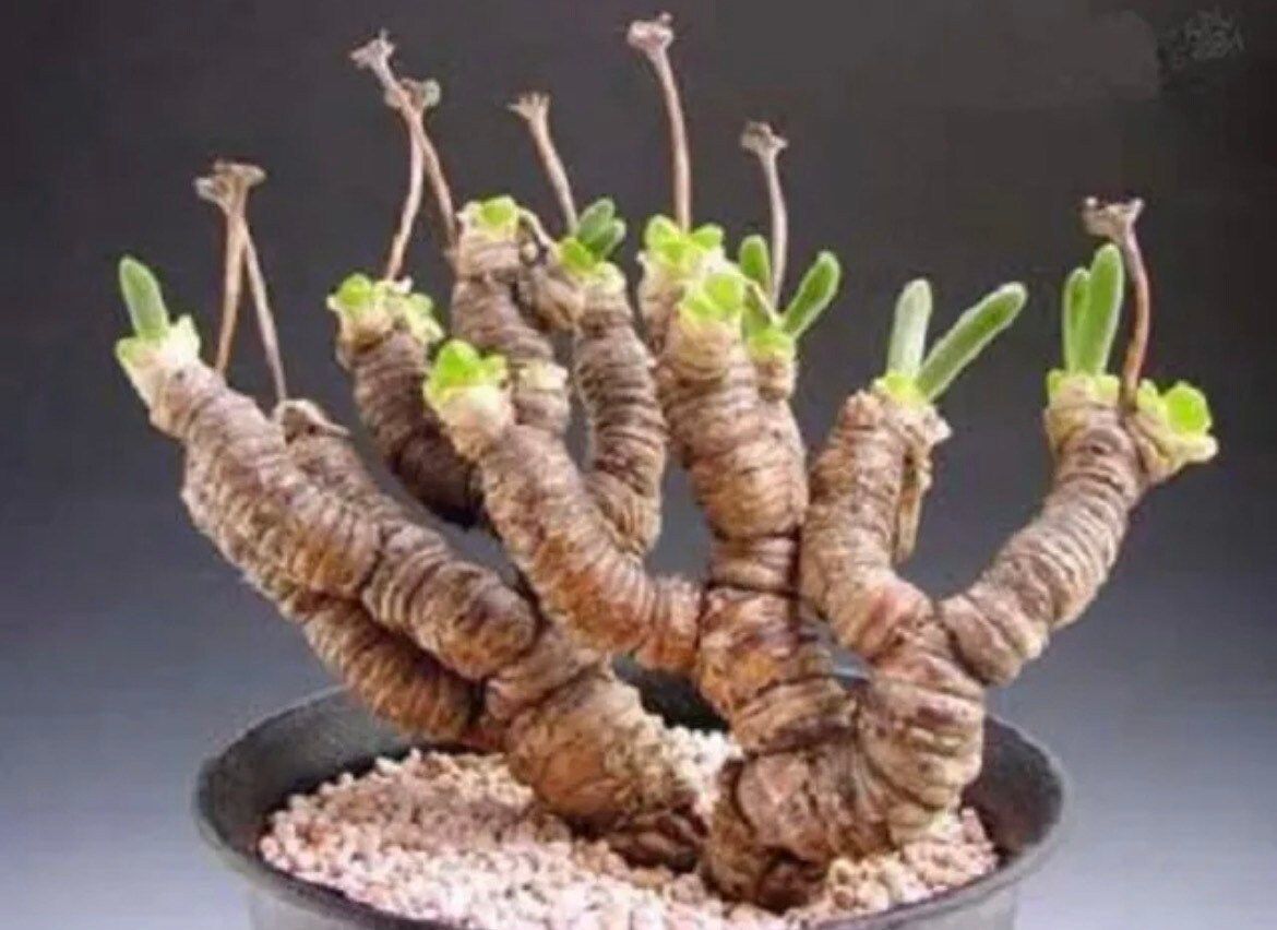 where to buy bunny succulents Monilaria Moniliformis Seeds ~ Bunny Succulents ~ Monilaria Obconica ~ Easter ~ Cool Plants ~ Easy Care