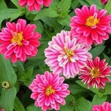 Zahara Double Raspberry Ripple Zinnia Seeds ~ Flower Seeds ~ Plants ~ Garden ~ Grow Your Own ~ Spring Flowers ~ Instead of Flowers ~ Flowers