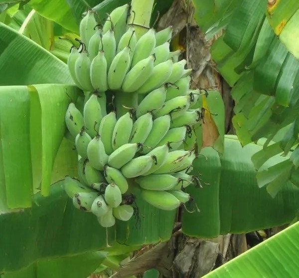 Dwarf Banana Plant ~ Cavandish ~ Musa Tropicana ~ Musa Dwarf Namwa Banana Plant