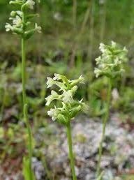 Platanthera Clavellata Seeds ~ Little Club-Spur Bog-Orchid ~ Orchids ~ Usual Flowers ~ Exotic Flower