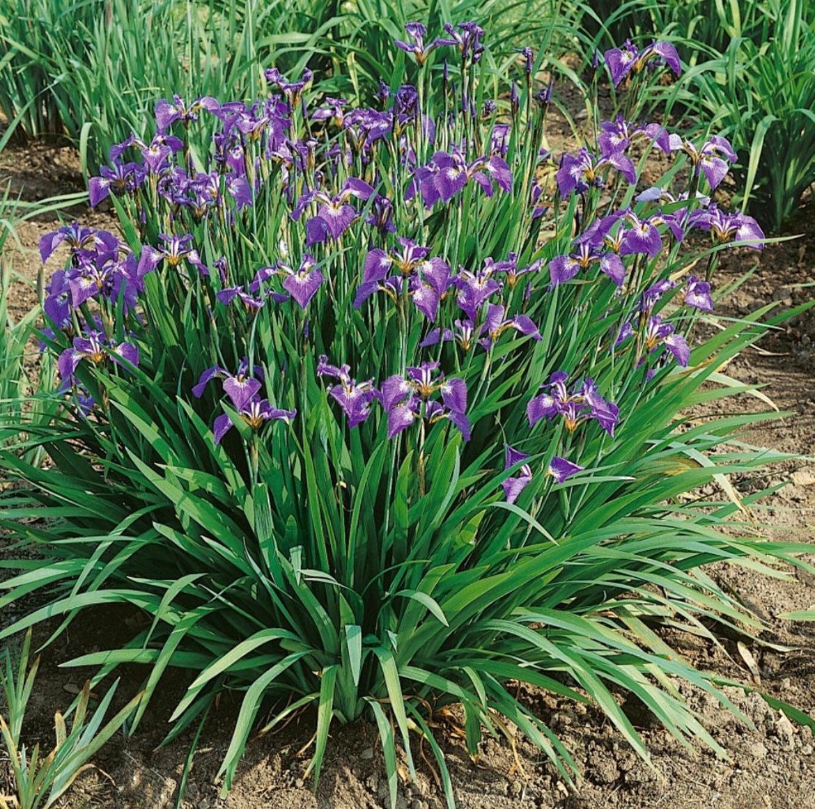 Iris Setosa Nana Seeds ~ Iris ~ Garden ~ Grow Your Own ~ Spring Flowers ~ Instead of Flowers ~ Beautiful ~ Spring ~ Flowers ~ Grow ~ Garden