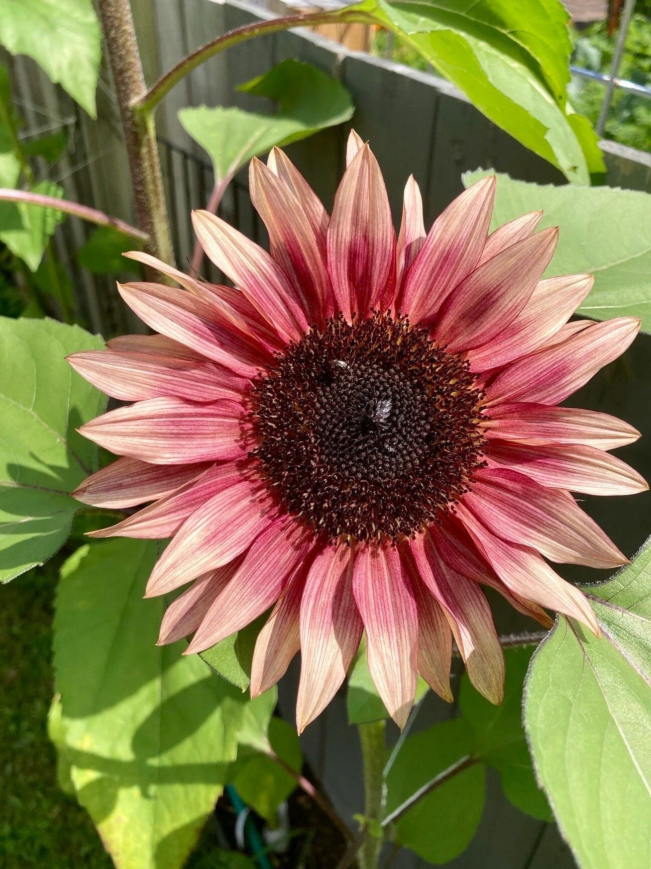 Garnet Star Sunflower Seeds ~ Pretty Flowers ~ Garden ~ Fall ~ Heirloom Seeds ~ Autumn