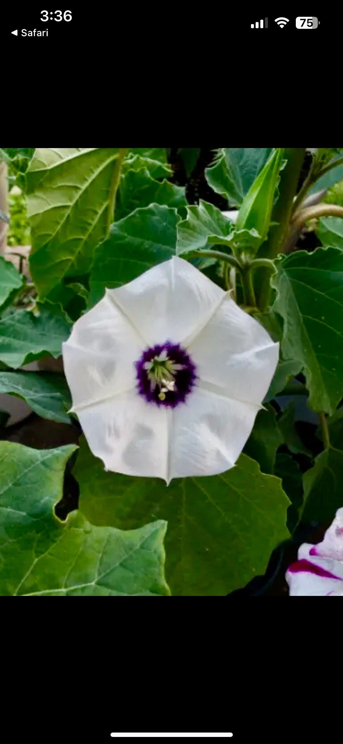 Unique Angel’s Trumpet Seeds ~ Datura Discolor ~ Desert Thornapple ~ Trumpet Creeper ~ Fresh Seeds ~ Blooms ~ Flowers ~ Fragrance ~ Pretty