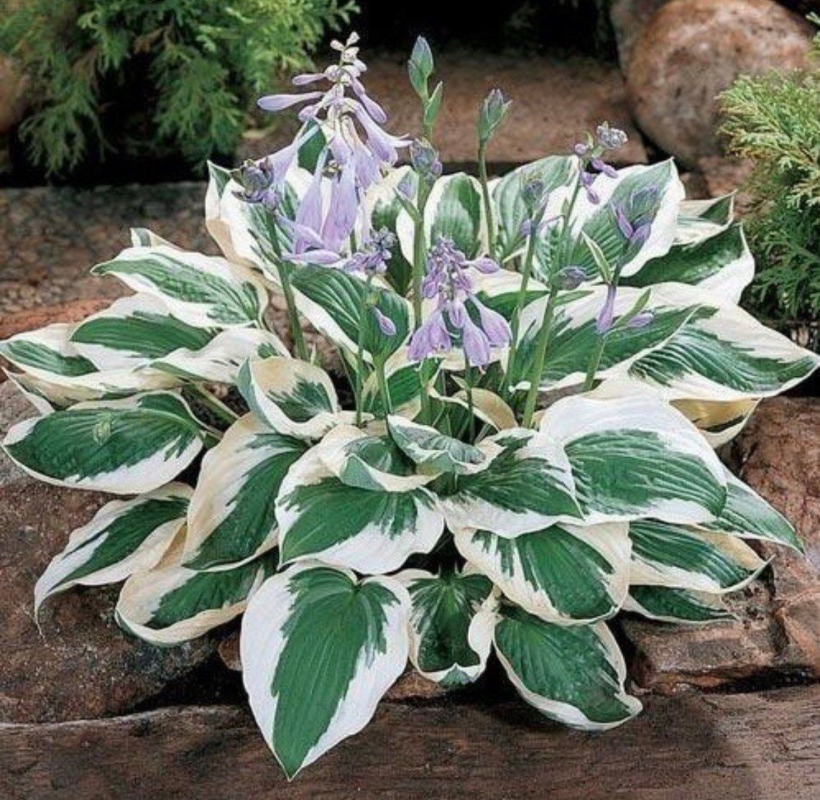 Variety of Hosta Seeds ~ Plants ~ Garden ~ Grow Your Own ~ Spring ~ Instead of Flowers ~ Flowers