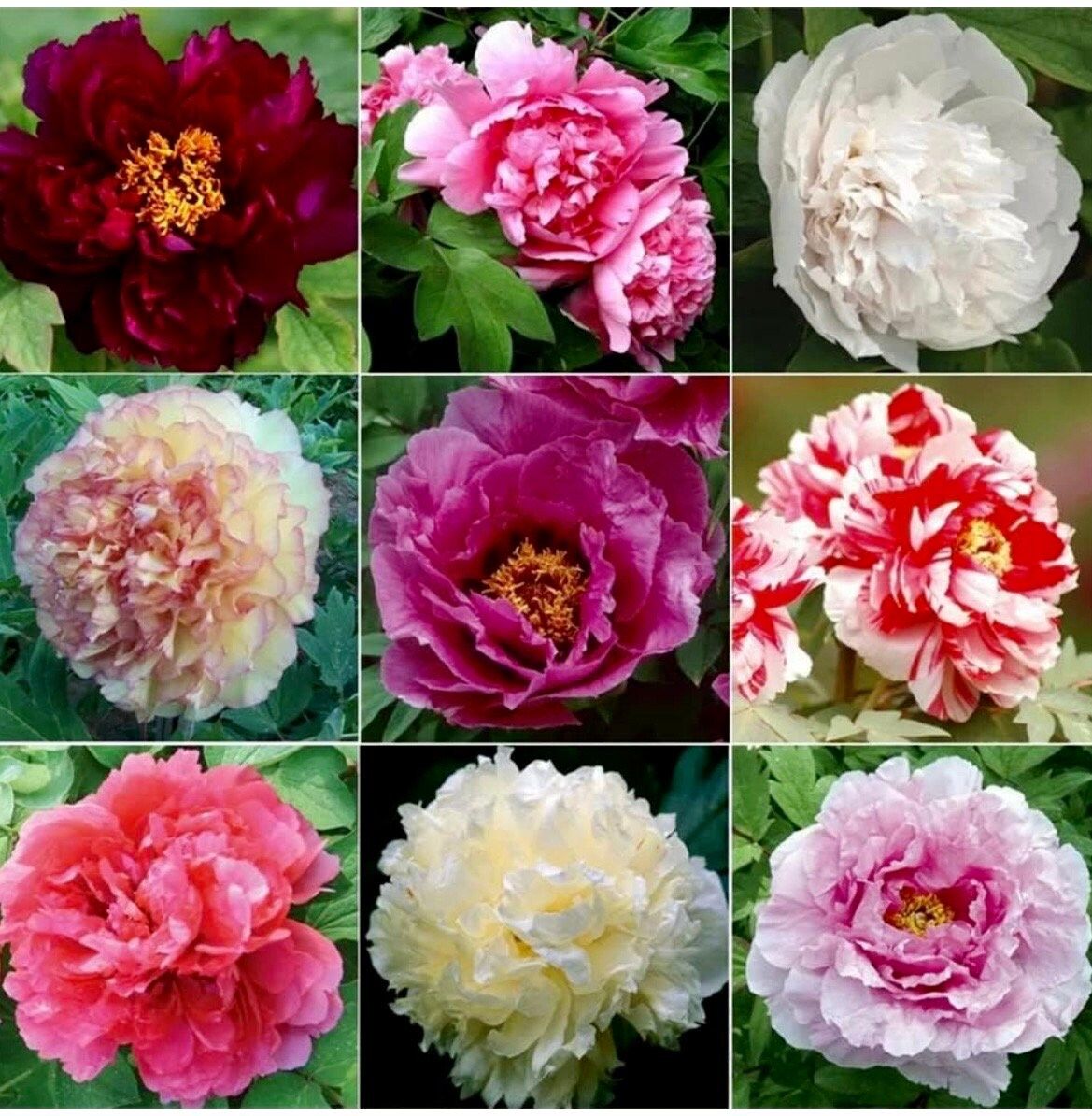 Mixed Peony Flower Seeds ~ Colored ~ Rainbow ~ Bouquet ~ Flowers ~ Beautiful ~ Heirloom Seeds