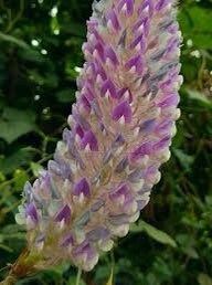 Uraria Crinita ~ Asian Foxtail ~ Exotic ~ Pretty Flowers ~ Green Thumb ~ Flowers