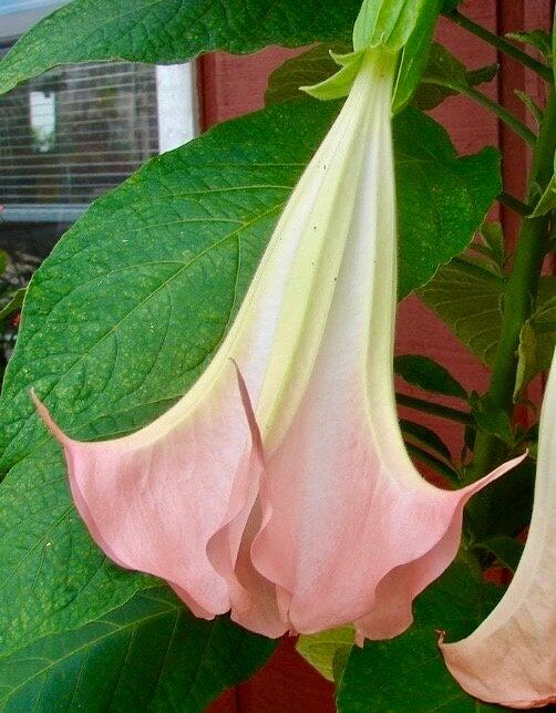 Frosty Pink Angel’s Trumpet Vine Seeds ~ Peach ~Brugmansia Sanguinea ~ Trumpet Creeper ~ Fresh Seeds ~ Bloom ~ Flowers ~ Fragrance ~ Pretty