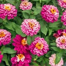 Zahara Double Raspberry Ripple Zinnia Seeds ~ Flower Seeds ~ Plants ~ Garden ~ Grow Your Own ~ Spring Flowers ~ Instead of Flowers ~ Flowers