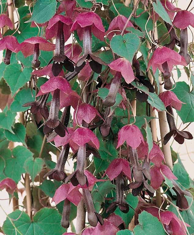 Rhodochiton Atrosanguineus Seeds ~ Purple Bell Vine ~ Exotic ~ Unique ~ Green House ~