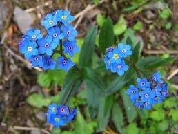 Blue Forget-Me-Not Seeds ~ Myosotis Sylvatica ~ Garden ~ Grow Your Own ~ Spring Flowers ~ Instead of Flowers