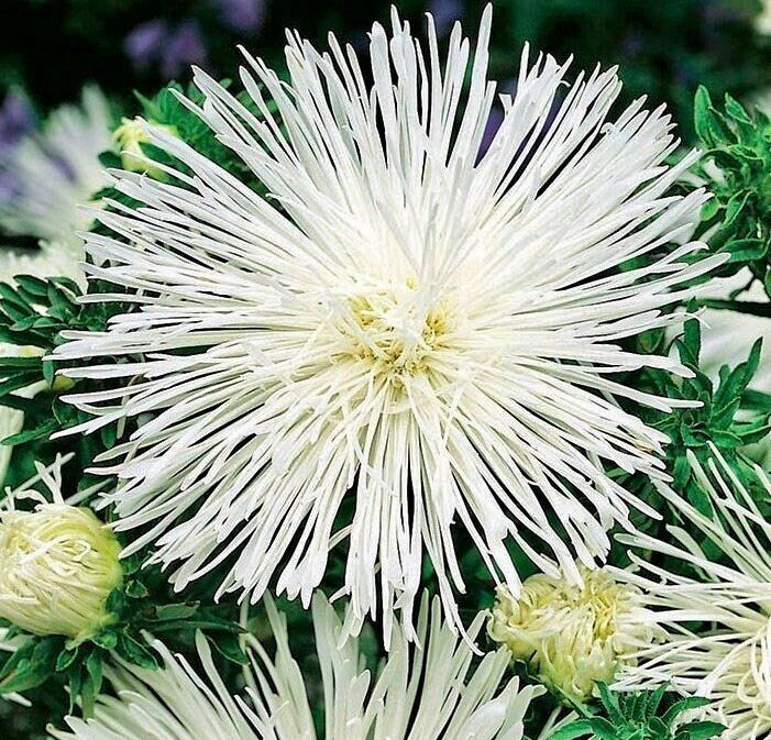 White Needle Aster Seeds ~ Spider Aster ~ Spring Time ~ Garden ~ Pretty Flowers ~ Bouquet ~ Wedding Flowers ~ Flowers ~ Asters