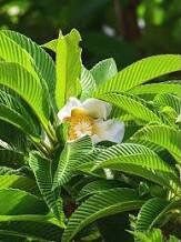 Rare Elephant Apple Tree Seeds ~ Ou Tenga ~ Dillenia Indica ~ Tropical ~ Plants ~ Garden ~ Grow Your Own ~ Spring Flowers