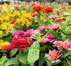 Zinnia Dwarf “Thumbelina” Seeds ~ Flower Seeds ~ Plants ~ Garden ~ Grow Your Own ~ Spring Flowers ~ Instead of Flowers ~ Flowers