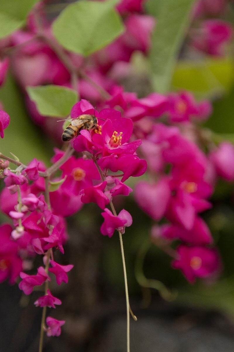 Rare Pink Coral Vine Chain of Love Seeds ~ Antigonon Leptopus ~ Heart Shaped Flowers ~ Blooms ~ Cut Flowes ~ Beautiful ~ Bouquets