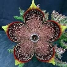 Edithcolea Grandis Seeds ~ Persian Carpet Flower ~ Succulents ~ Cool Plants ~ Easy Care