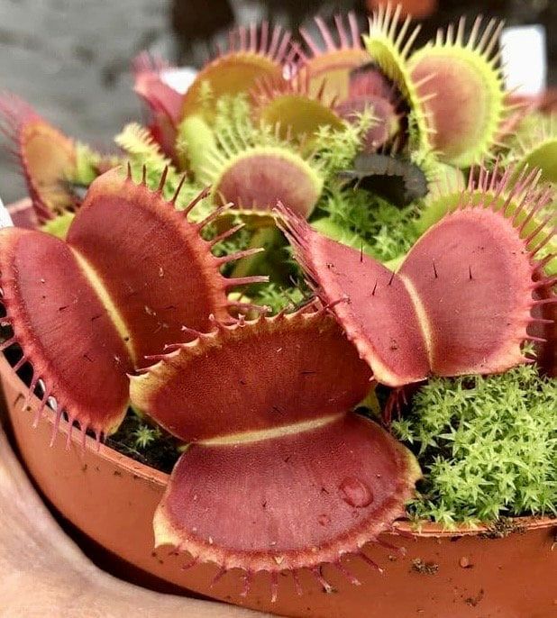 Cross ‘Ginormous’ x ”Godzilla” Venus Flytrap Seeds ~ Freshly Harvested ~ Carnivorous Plants ~ Carnivore ~ Kids Love