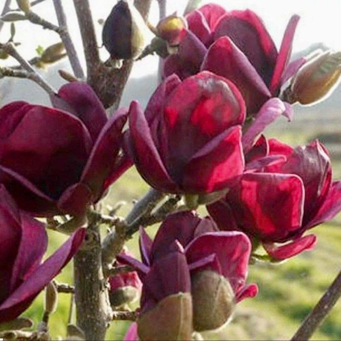 Genie Dark Red Yulan Magnolia Tree Seeds ~ Fragrant Flowers ~ Home Garden ~ Exotic Flower ~ Rare