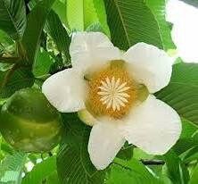 Rare Elephant Apple Tree Seeds ~ Ou Tenga ~ Dillenia Indica ~ Tropical ~ Plants ~ Garden ~ Grow Your Own ~ Spring Flowers