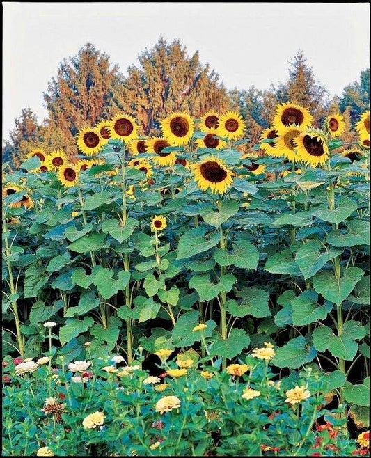 Giant ‘Sunzilla’ Sunflower Seeds ~ Helianthus Annuus ~ Pretty Flowers ~ Garden ~ Fall ~ Heirloom Seeds ~ Autumn ~ Huge