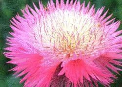 Sweet Sultan Flower Seeds ~ Annual  Flowers ~ Spring Time ~ Gardener ~ Gardens ~ Fresh Cut Flowers ~ Bouquet