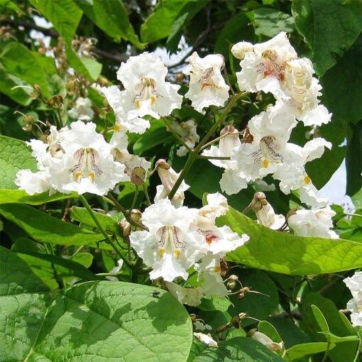 Northern Catalpa Tree Seeds ~ Indian Cigar Flower ~ Trees ~ Pretty ~Exotic ~ Gardens ~ Unique