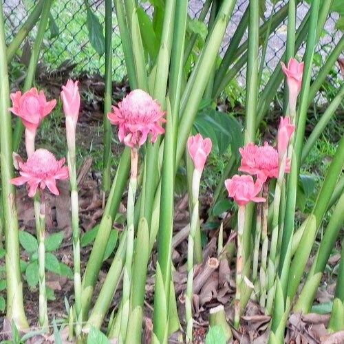 Pink Ginger Torch Seeds ~ Etlingera Elatior ~ Exotic ~ Cut Flowers ~ Flowering Blooms ~ Unique Flowers ~ Bouquets ~ Tropical