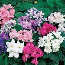 Mixed Fancy African Violet Seeds ~ House Plants ~ Christmas Presents ~ Holiday Gifts ~ Stocking Stuffers