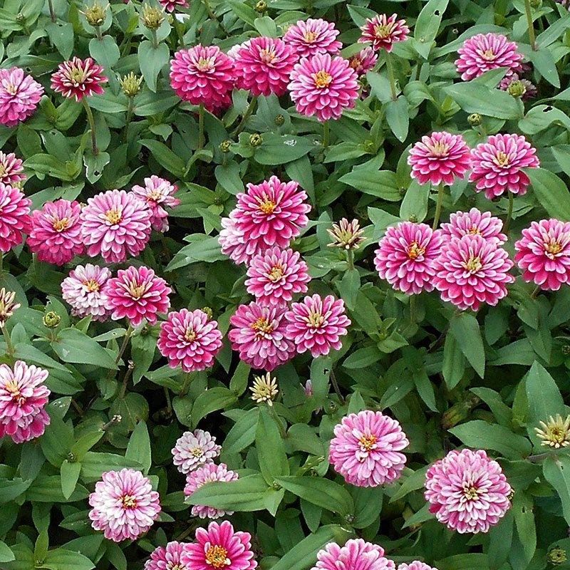 Zinnia “Zahara Double Raspberry Ripple” Seeds ~ Flower Seeds ~ Plants ~ Garden ~ Grow Your Own ~ Spring Flower ~ Instead of Flowers ~ Flower