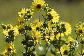 Silphium Glutinosum Seeds ~ Sticky Rosinweed ~ Unique and Rare