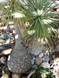 Elephant’s Foot Seeds ~ Beaucarnea Stricta ~ Estrellas ~ Bottle Palm ~ Plants ~ Garden ~ Tropical ~ Unique Plants