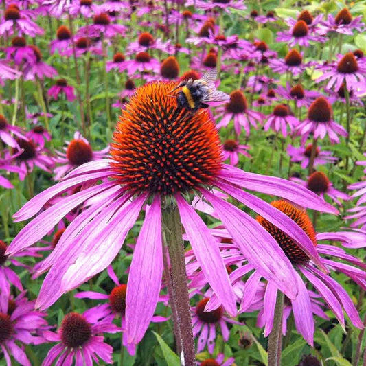 Bright Purple Coneflower Seeds ~ Echinacea Hybrid ~ Flowering Plant ~ Unusual Flowers ~ Flower ~ Growing Flowers ~ Garden ~ Plant